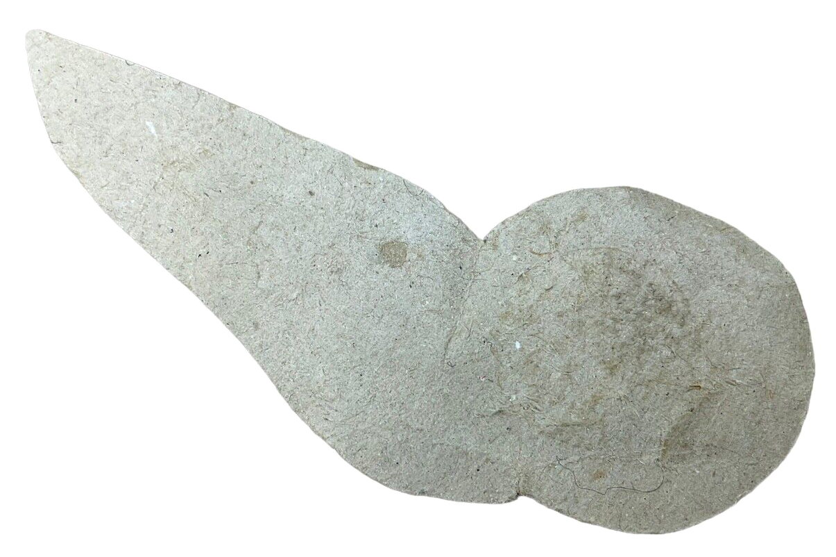 British Parachute Jump Instructor Brevet Half Wing Padded British Parachute Jump Instructor Brevet Half Wing Padded